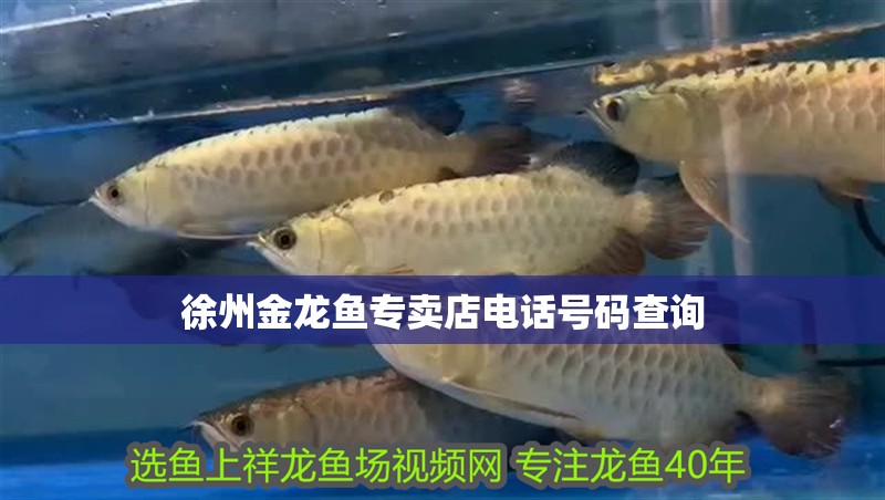 徐州金龍魚專賣店電話號碼查詢