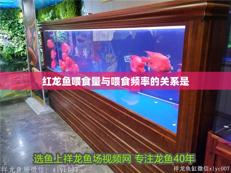 紅龍魚喂食量與喂食頻率的關(guān)系是