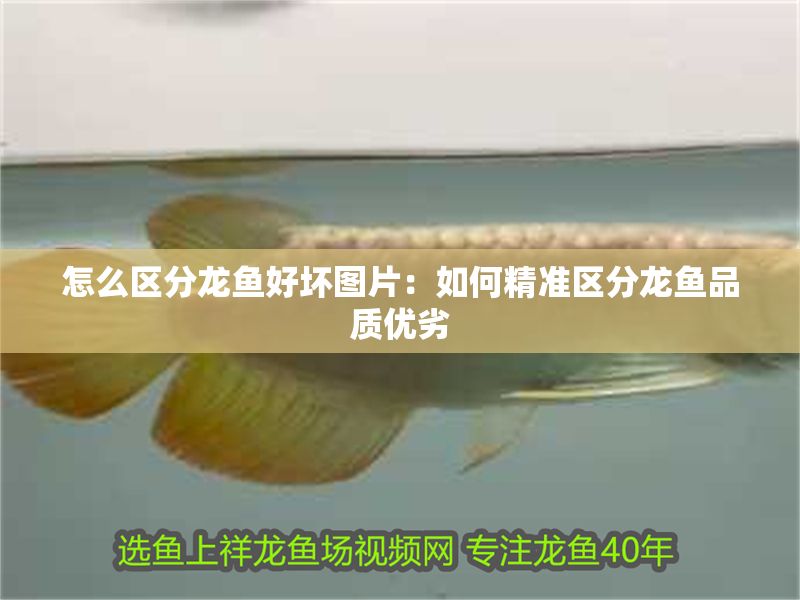 怎么區(qū)分龍魚好壞圖片：如何精準(zhǔn)區(qū)分龍魚品質(zhì)優(yōu)劣