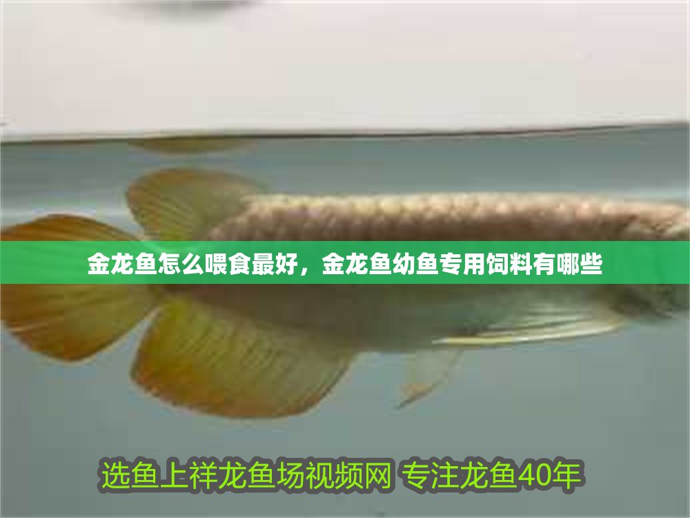 金龍魚怎么喂食最好，金龍魚幼魚專用飼料有哪些