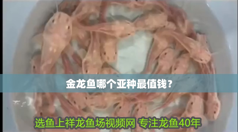 金龍魚哪個亞種最值錢？