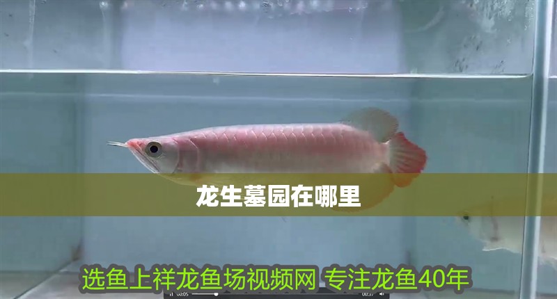 龍生墓園在哪里