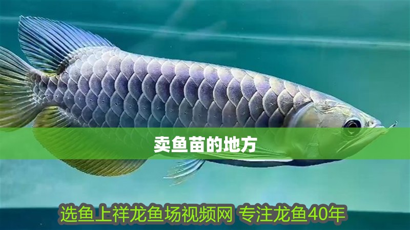 賣魚苗的地方