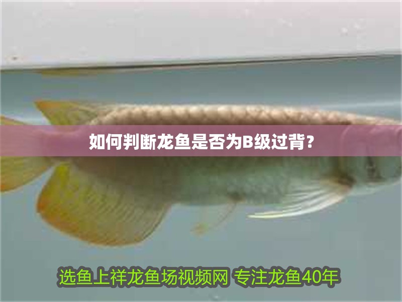 如何判斷龍魚是否為B級(jí)過背？
