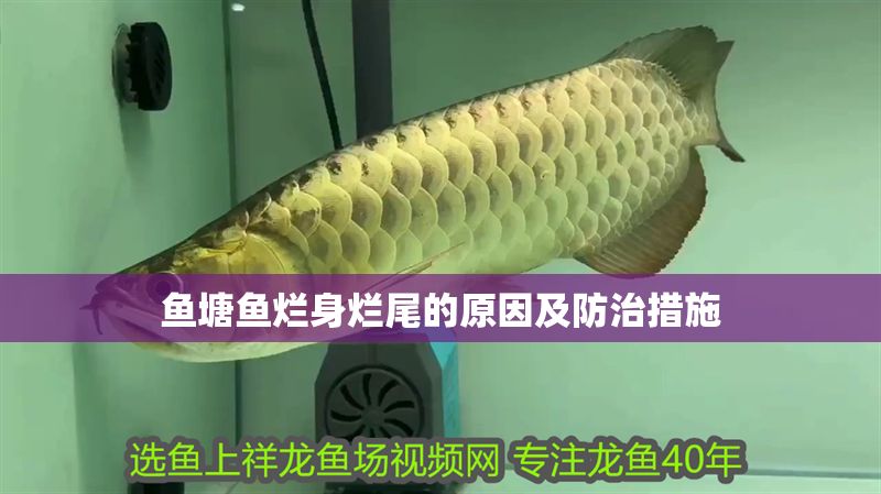 魚塘魚爛身爛尾的原因及防治措施
