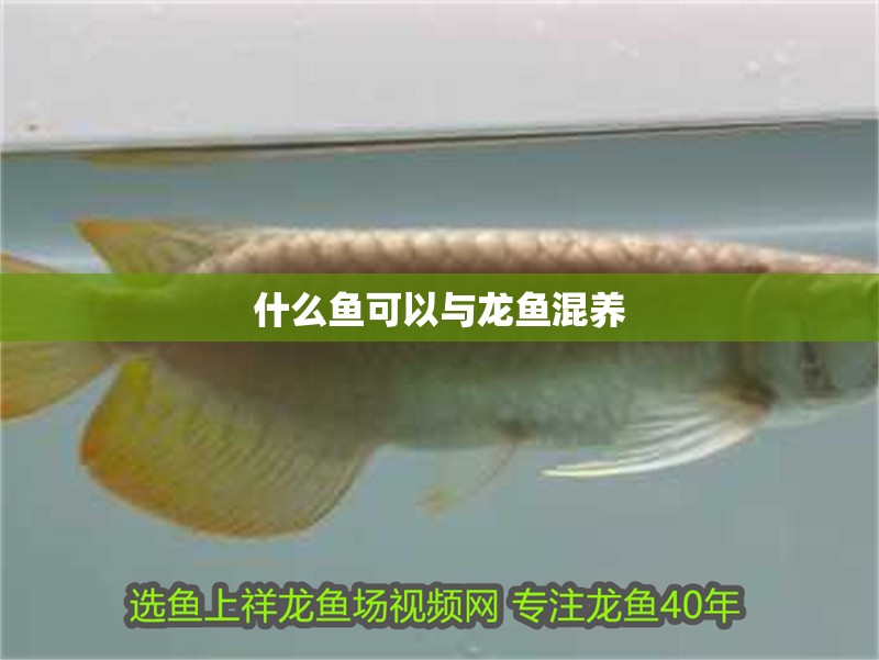 什么魚可以與龍魚混養