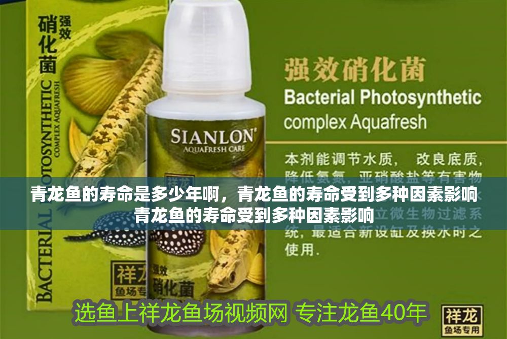 青龍魚的壽命是多少年啊，青龍魚的壽命受到多種因素影響青龍魚的壽命受到多種因素影響
