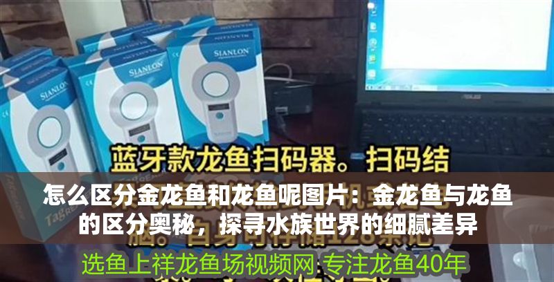 怎么區分金龍魚和龍魚呢圖片：金龍魚與龍魚的區分奧秘，探尋水族世界的細膩差異