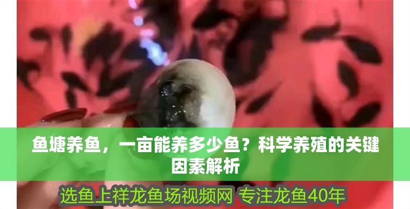 魚塘養(yǎng)魚，一畝能養(yǎng)多少魚？科學養(yǎng)殖的關鍵因素解析 魚塘養(yǎng)魚，一畝能養(yǎng)多少魚？科學養(yǎng)殖的關鍵因素解析 龍魚百科 第1張