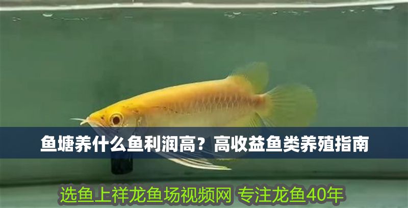 魚塘養(yǎng)什么魚利潤高？高收益魚類養(yǎng)殖指南