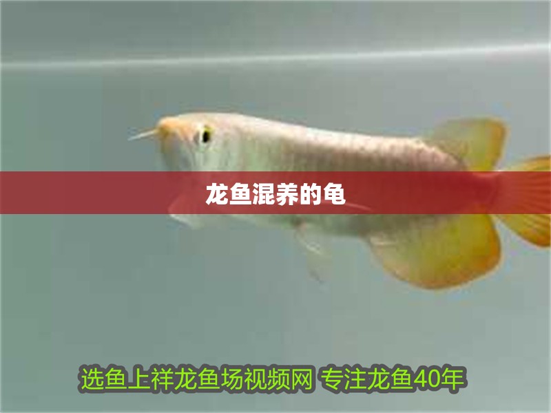 龍魚混養的龜