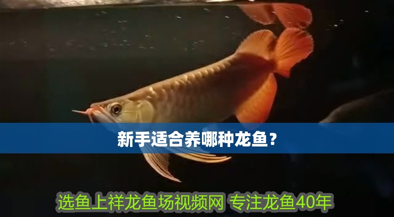新手適合養(yǎng)哪種龍魚？