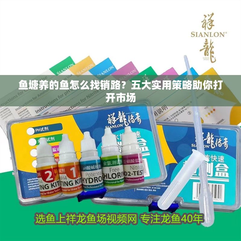 魚塘養的魚怎么找銷路？五大實用策略助你打開市場 魚塘養的魚怎么找銷路？五大實用策略助你打開市場 龍魚百科 第1張