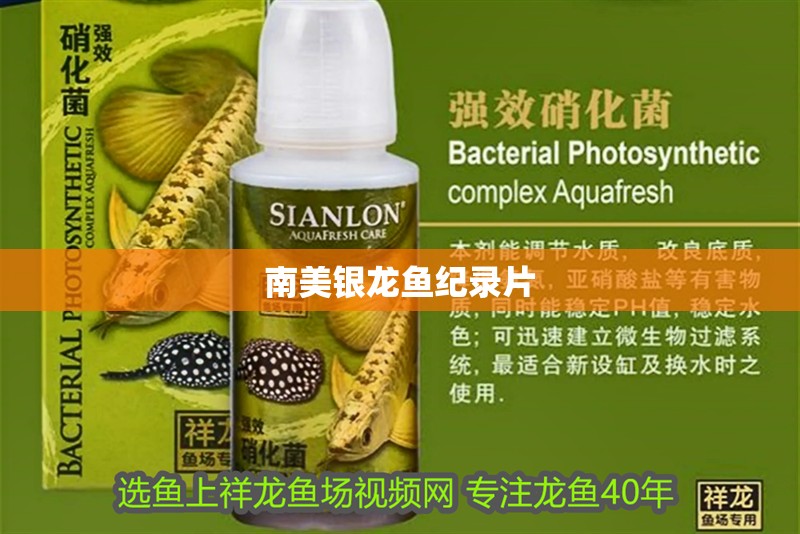 南美銀龍魚紀(jì)錄片