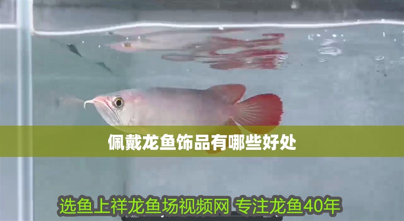 佩戴龍魚飾品有哪些好處