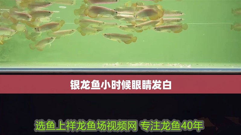 銀龍魚小時候眼睛發白