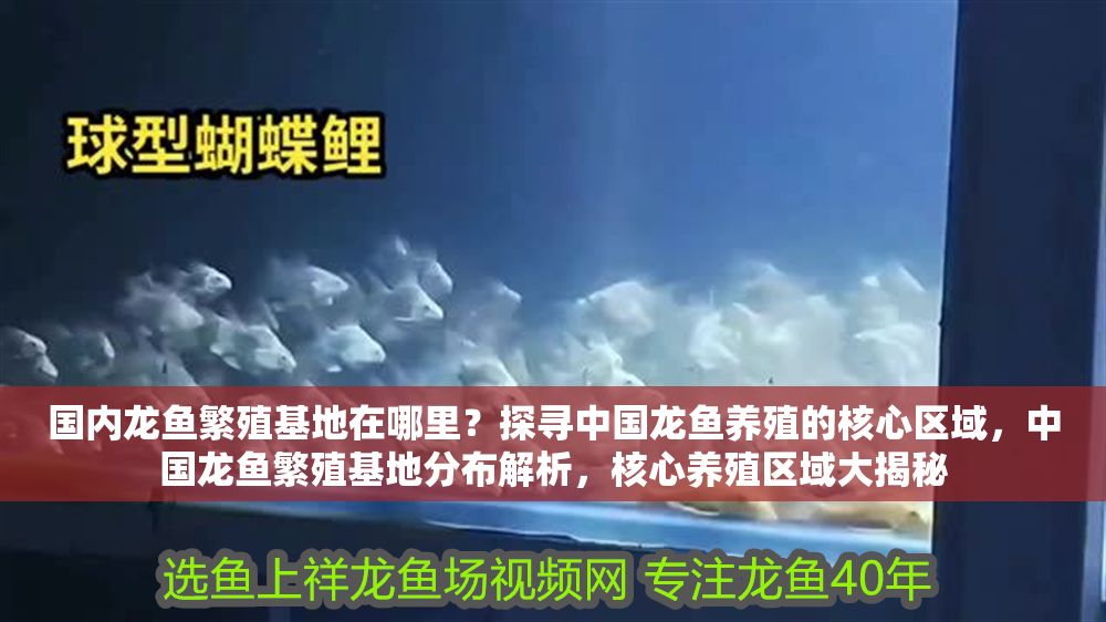 國內龍魚繁殖基地在哪里？探尋中國龍魚養殖的核心區域，中國龍魚繁殖基地分布解析，核心養殖區域大揭秘