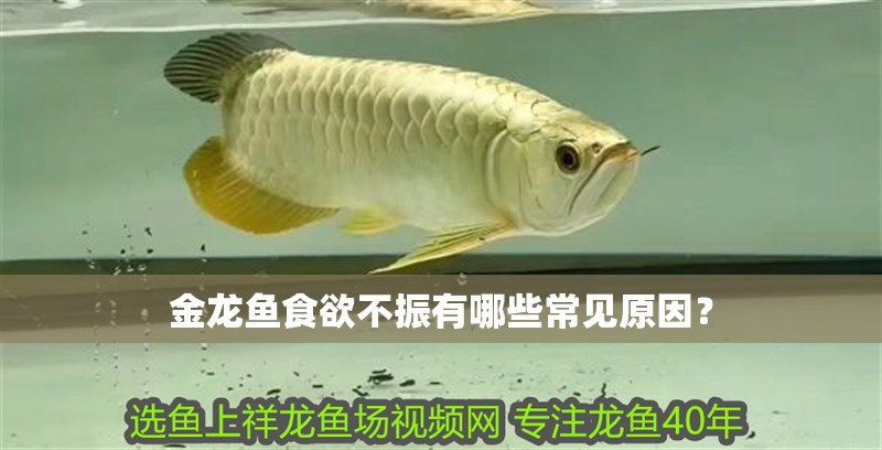 金龍魚食欲不振有哪些常見原因？
