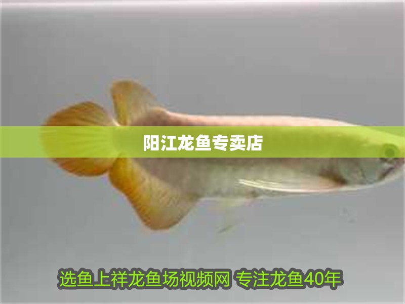 陽江龍魚專賣店