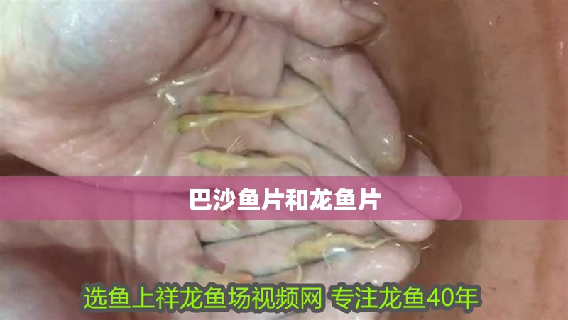 巴沙魚片和龍魚片