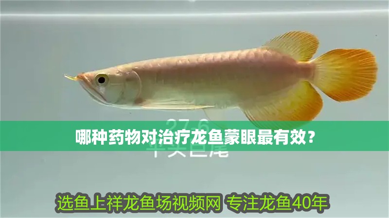 哪種藥物對治療龍魚蒙眼最有效？ 哪種藥物對治療龍魚蒙眼最有效？ 龍魚百科