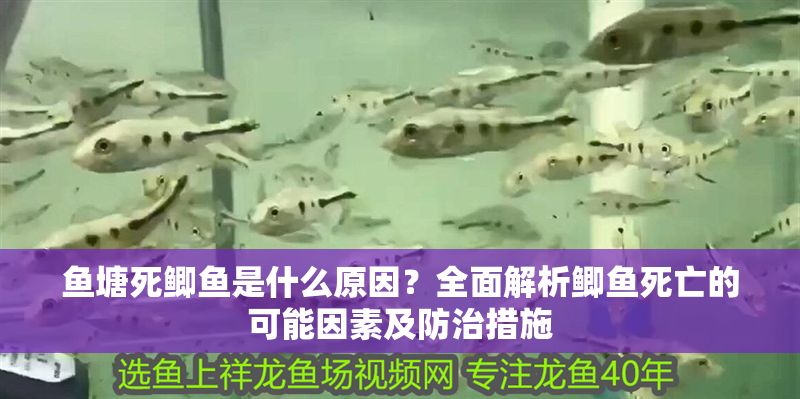 魚塘死鯽魚是什么原因？全面解析鯽魚死亡的可能因素及防治措施