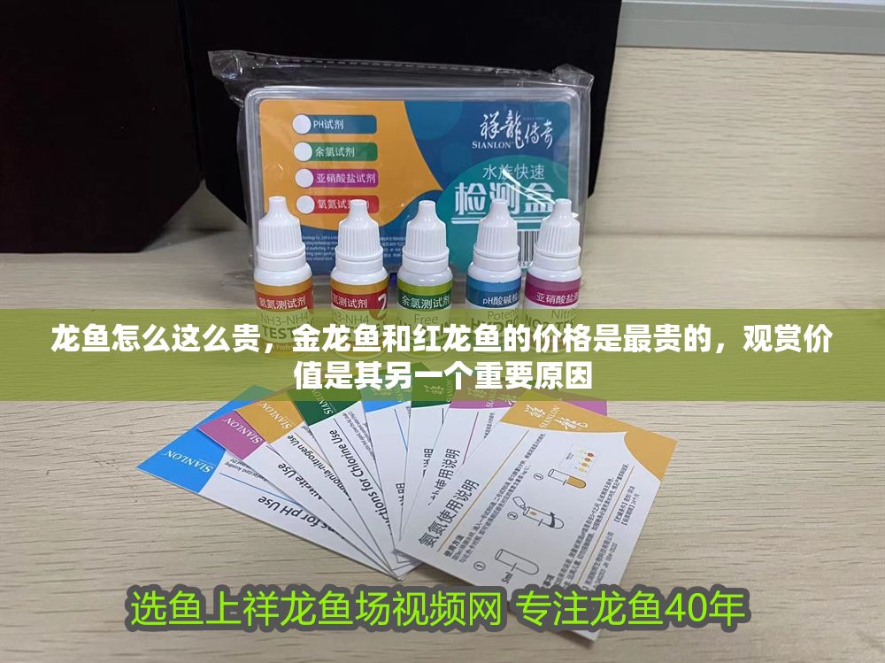 龍魚(yú)怎么這么貴,金龍魚(yú)和紅龍魚(yú)的價(jià)格是最貴的,觀賞價(jià)值是其另一個(gè)重要原因 龍魚(yú)百科 第2張 龍魚(yú)怎么這么貴,金龍魚(yú)和紅龍魚(yú)的價(jià)格是最貴的,觀賞價(jià)值是其另一個(gè)重要原因 龍魚(yú)怎么這么貴,金龍魚(yú)和紅龍魚(yú)的價(jià)格是最貴的,觀賞價(jià)值是其另一個(gè)重要原因 龍魚(yú)百科 第2張