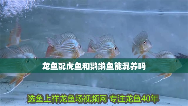 龍魚配虎魚和鸚鵡魚能混養(yǎng)嗎