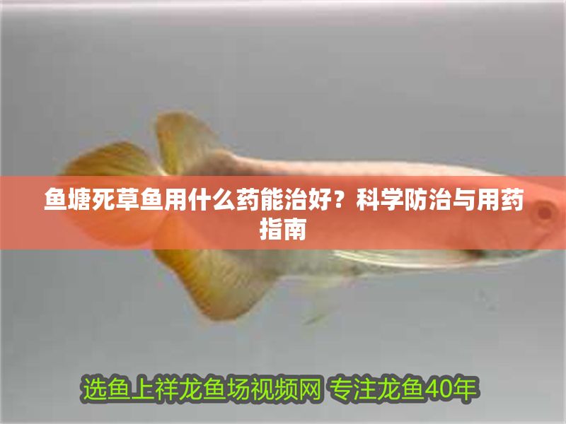 魚塘死草魚用什么藥能治好？科學防治與用藥指南