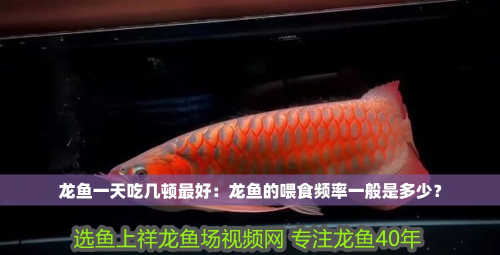 龍魚一天吃幾頓最好：龍魚的喂食頻率一般是多少？