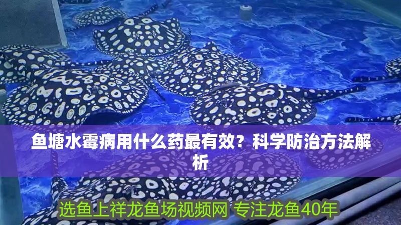 魚塘水霉病用什么藥最有效？科學防治方法解析