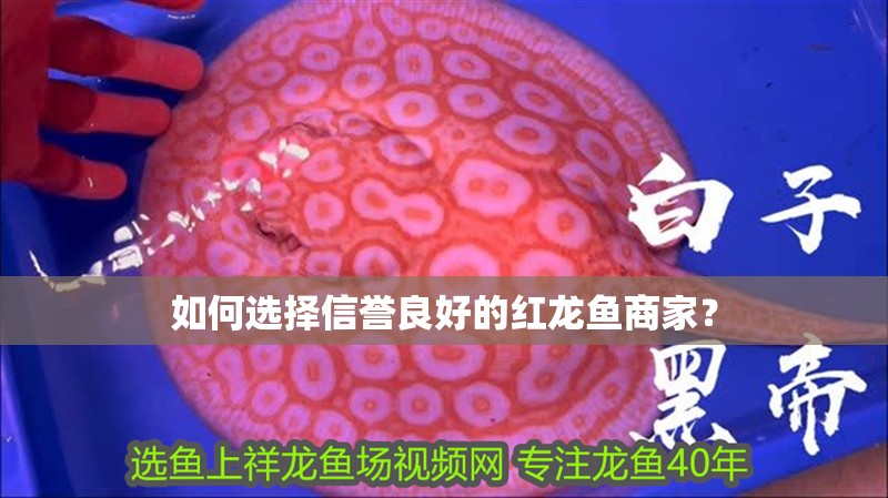 如何選擇信譽(yù)良好的紅龍魚商家？