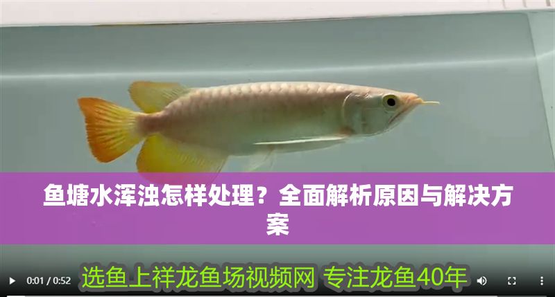 魚塘水渾濁怎樣處理？全面解析原因與解決方案