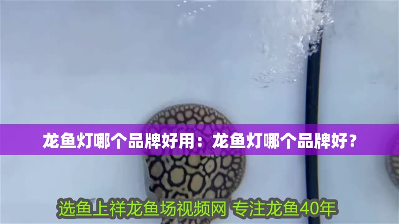龍魚燈哪個品牌好用：龍魚燈哪個品牌好？