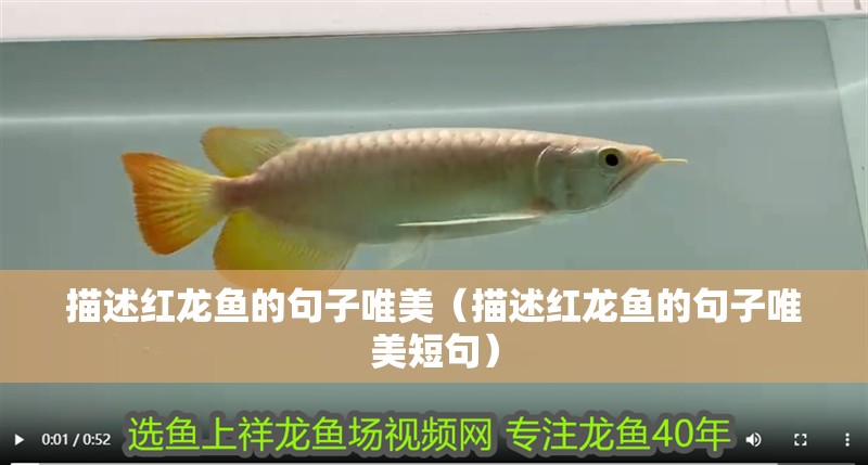 描述紅龍魚(yú)的句子唯美（描述紅龍魚(yú)的句子唯美短句） 描述紅龍魚(yú)的句子唯美（描述紅龍魚(yú)的句子唯美短句） 龍魚(yú)百科