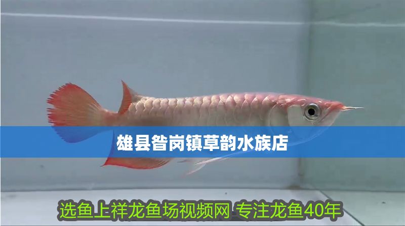 雄縣昝崗鎮(zhèn)草韻水族店 全國水族館企業(yè)名錄 第1張 雄縣昝崗鎮(zhèn)草韻水族店 雄縣昝崗鎮(zhèn)草韻水族店 全國水族館企業(yè)名錄 第1張