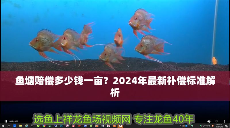 魚塘賠償多少錢一畝？2024年最新補償標準解析