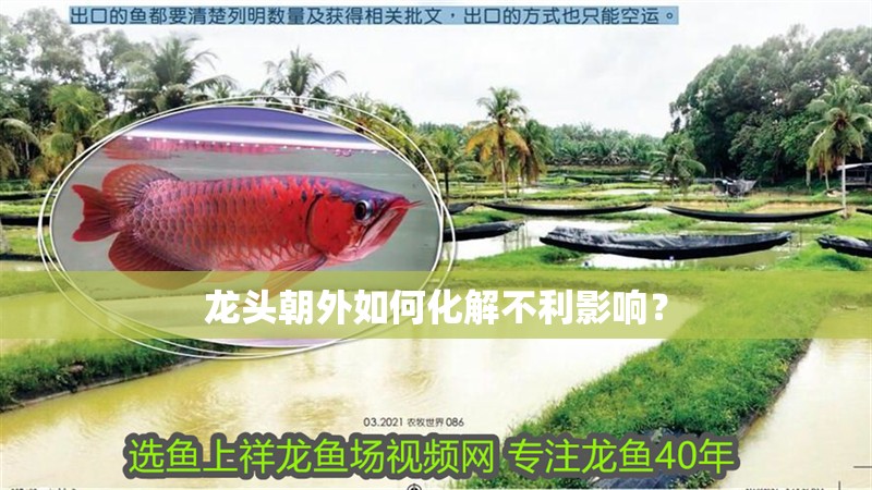 魚缸過濾器選購指南:自制魚缸過濾器魚缸上置過濾器對于養(yǎng)魚愛好者的必備知識 龍頭朝外如何化解不利影響? 龍魚百科 龍頭朝外如何化解不利影響? 龍頭朝外如何化解不利影響? 龍魚百科