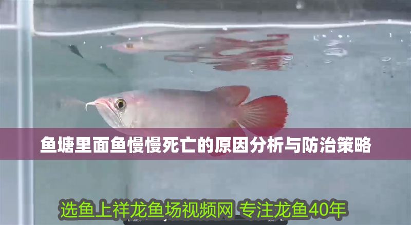 魚塘里面魚慢慢死亡的原因分析與防治策略 魚塘里面魚慢慢死亡的原因分析與防治策略 龍魚百科 第1張