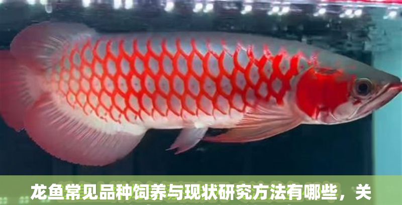 龍魚常見品種飼養與現狀研究方法有哪些，關于龍魚飼養的文獻綜述法