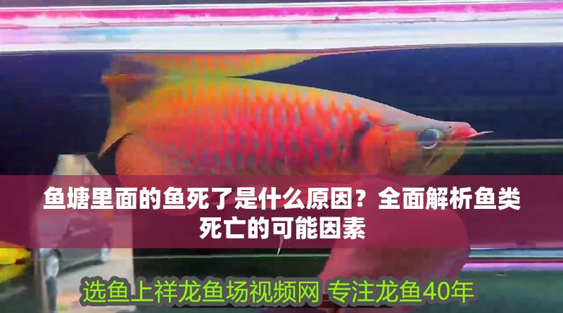 魚塘里面的魚死了是什么原因？全面解析魚類死亡的可能因素