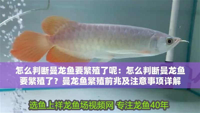 怎么判斷曼龍魚要繁殖了呢：怎么判斷曼龍魚要繁殖了？曼龍魚繁殖前兆及注意事項詳解