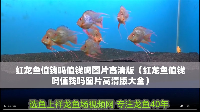 紅龍魚(yú)值錢(qián)嗎值錢(qián)嗎圖片高清版（紅龍魚(yú)值錢(qián)嗎值錢(qián)嗎圖片高清版大全） 紅龍魚(yú)值錢(qián)嗎值錢(qián)嗎圖片高清版（紅龍魚(yú)值錢(qián)嗎值錢(qián)嗎圖片高清版大全） 龍魚(yú)百科
