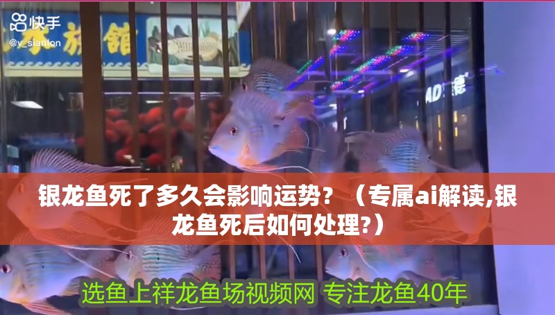 銀龍魚死了多久會影響運勢？（專屬ai解讀,銀龍魚死后如何處理?）