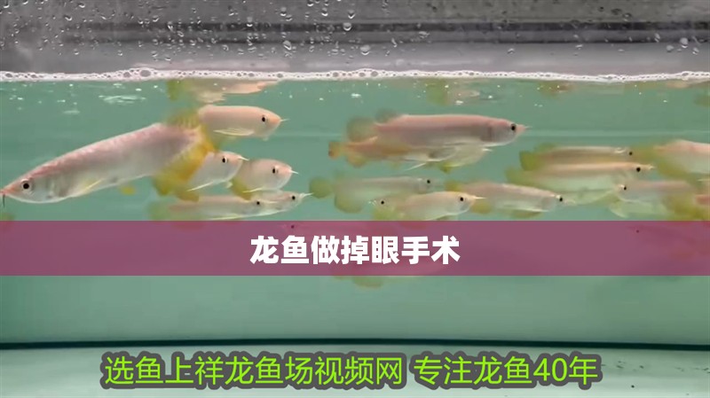 龍魚做掉眼手術 龍魚做掉眼手術 龍魚百科