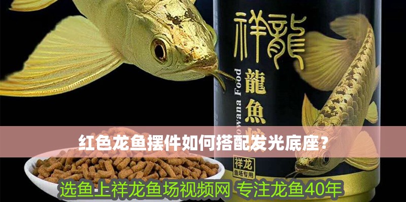 紅色龍魚擺件如何搭配發光底座？