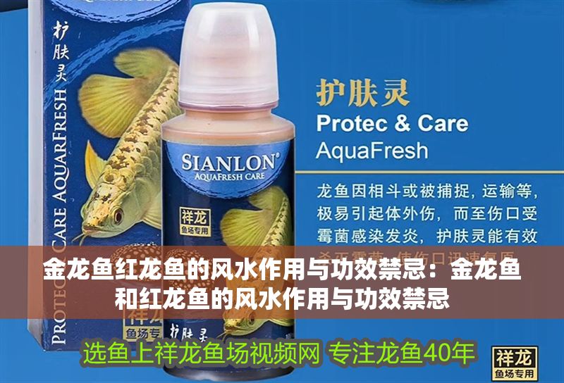 金龍魚紅龍魚的風水作用與功效禁忌：金龍魚和紅龍魚的風水作用與功效禁忌