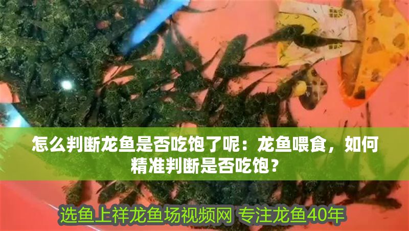 怎么判斷龍魚是否吃飽了呢：龍魚喂食，如何精準判斷是否吃飽？