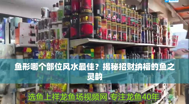 魚(yú)形哪個(gè)部位風(fēng)水最佳？揭秘招財(cái)納福的魚(yú)之靈韻 魚(yú)形哪個(gè)部位風(fēng)水最佳？揭秘招財(cái)納福的魚(yú)之靈韻 龍魚(yú)百科 第1張