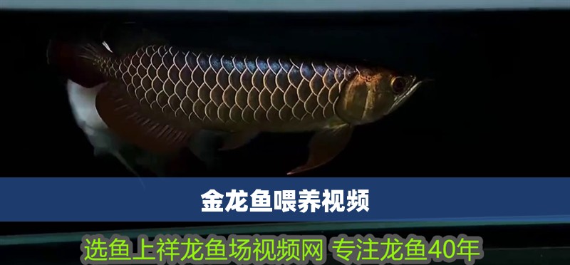 金龍魚喂養視頻